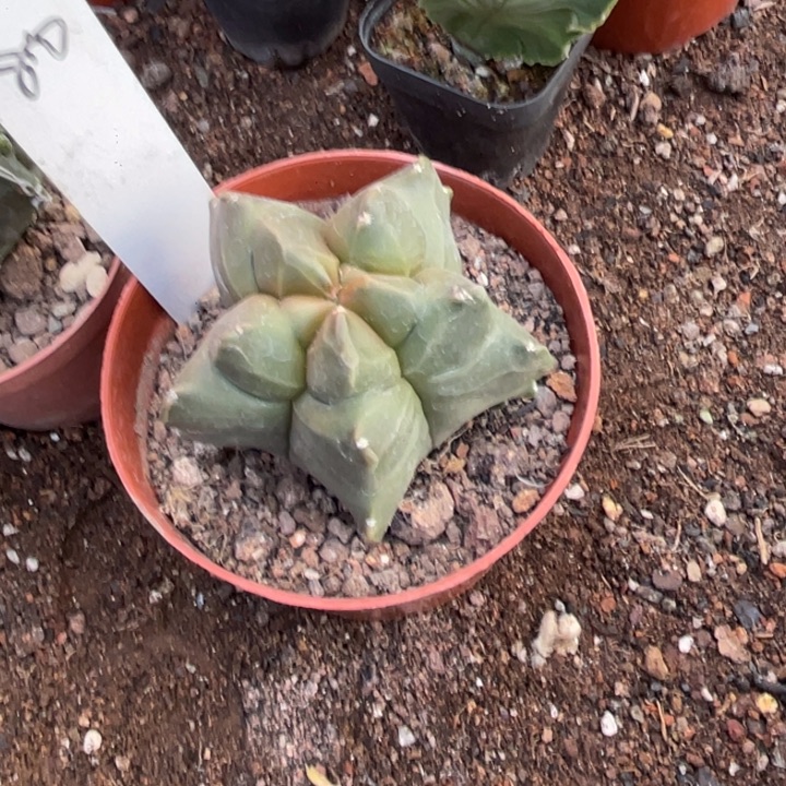 格***朵实生一颗龟甲带盆发货