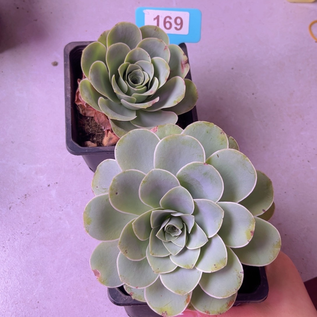 生长期山地玫瑰169