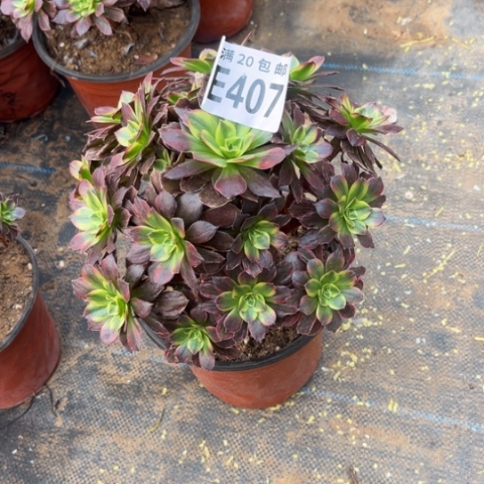 407安娜法师不包断枝