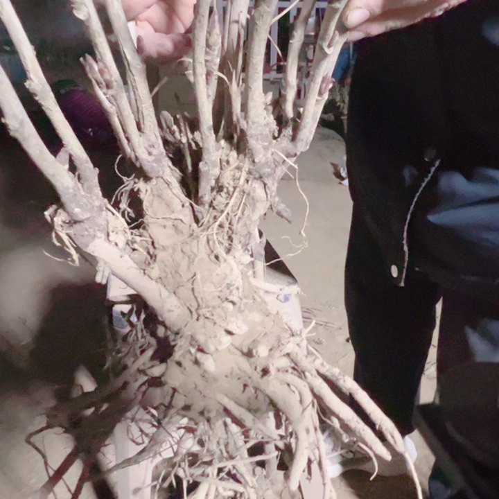 当前无花栽培后可以开花圣代