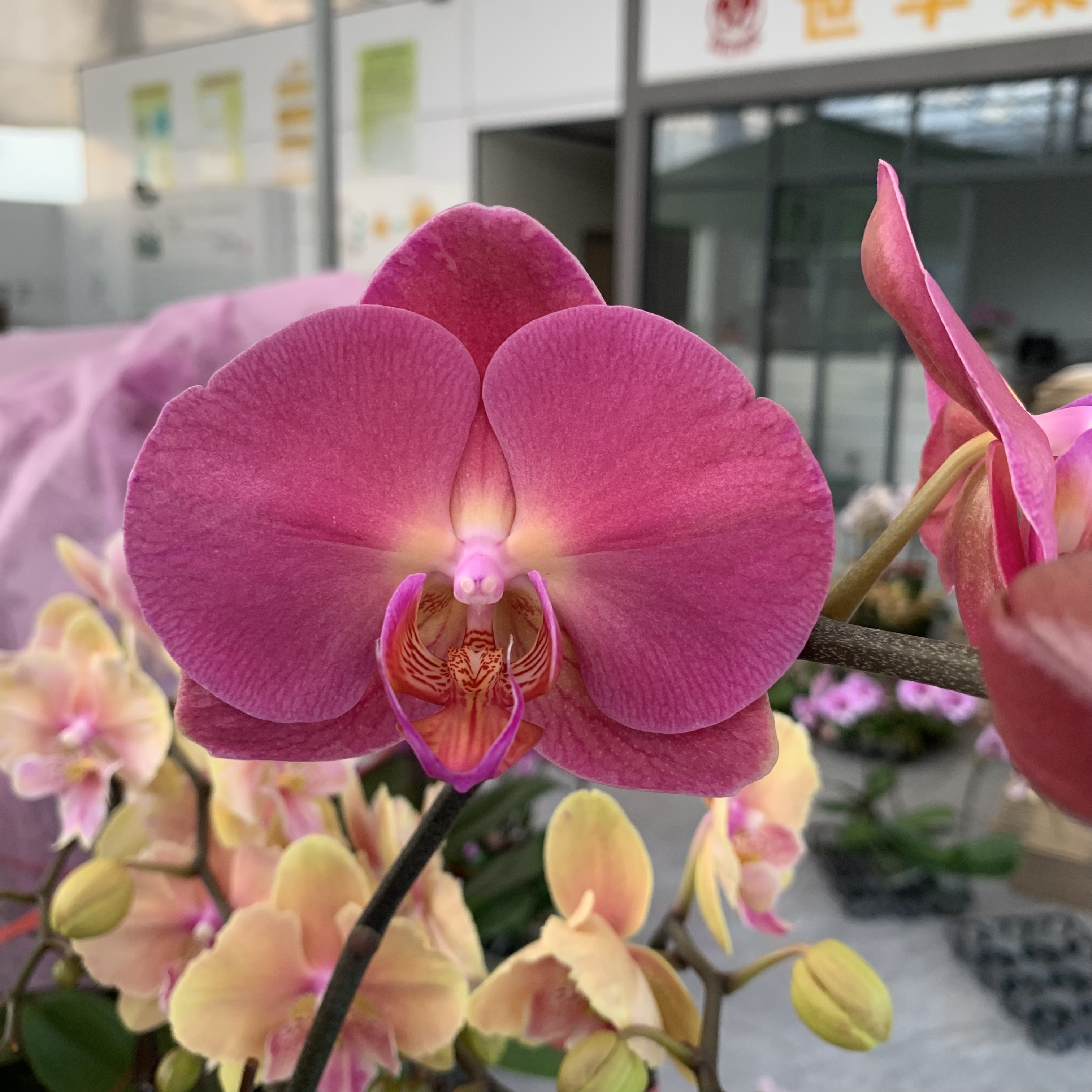 【金砖】3.0杯蝴蝶兰  桌面鲜花绿植 大棚基地直发 