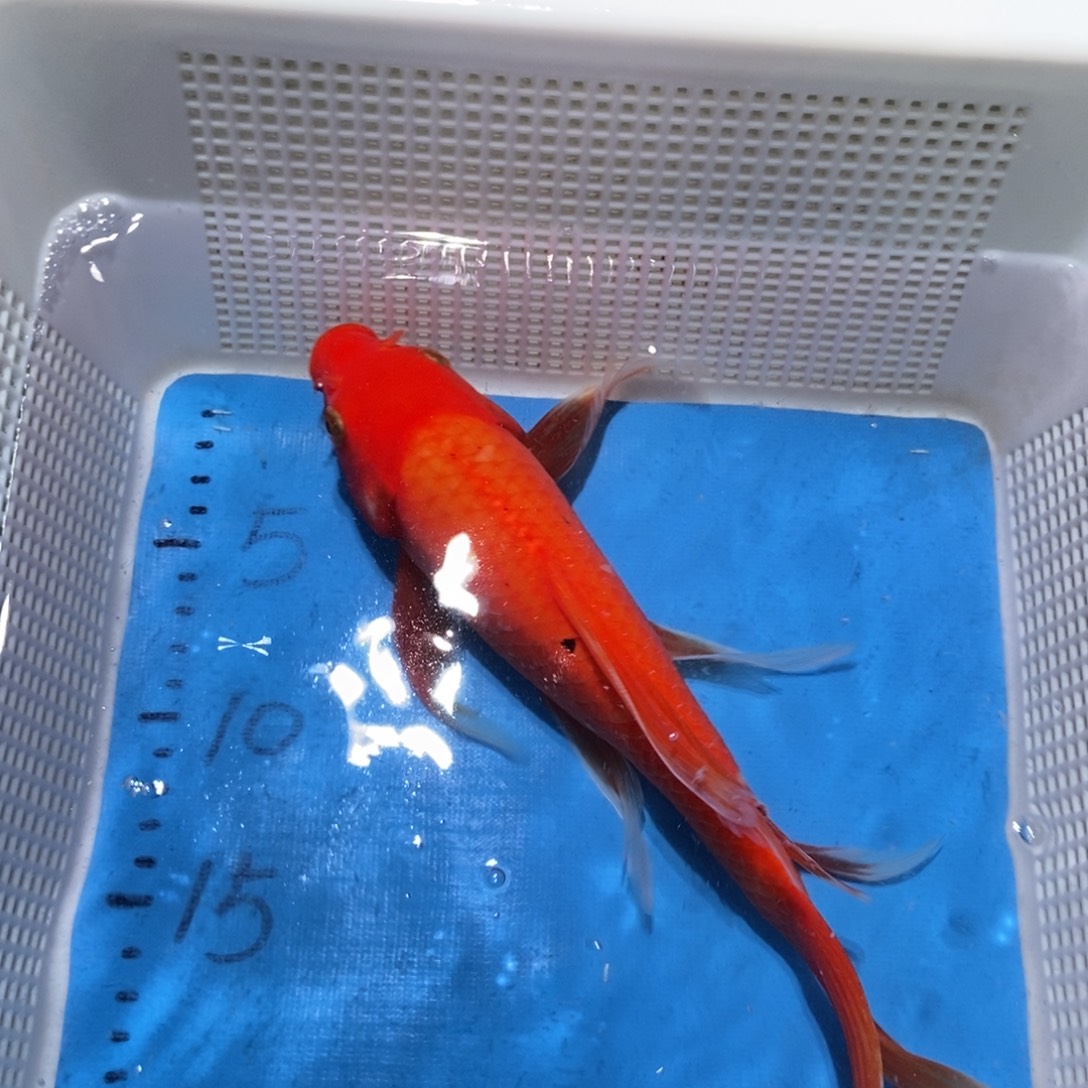 锦鲤锦鲤包邮包售后