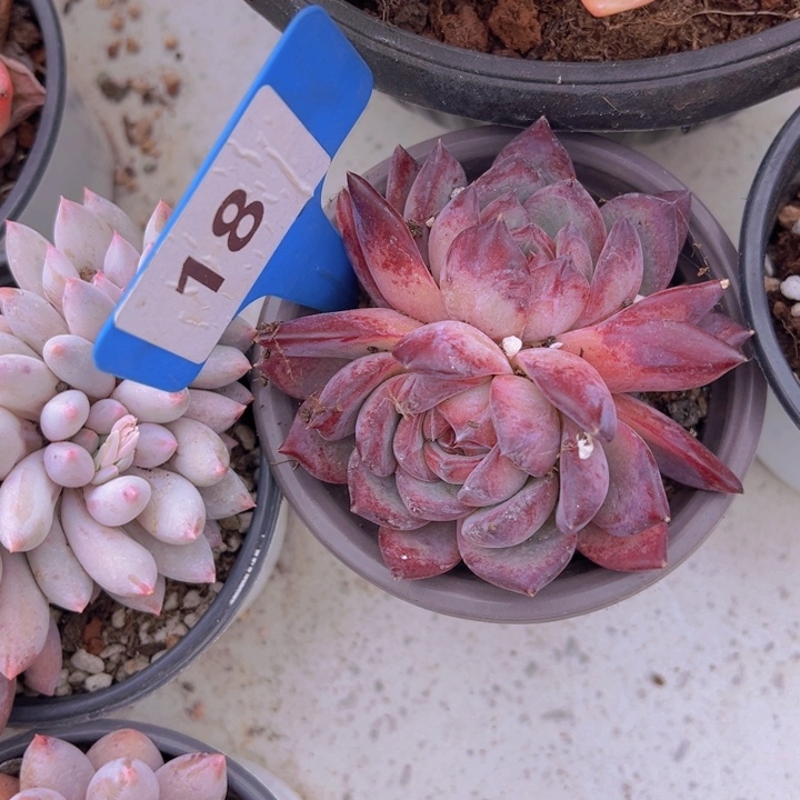 健健康康平平安安