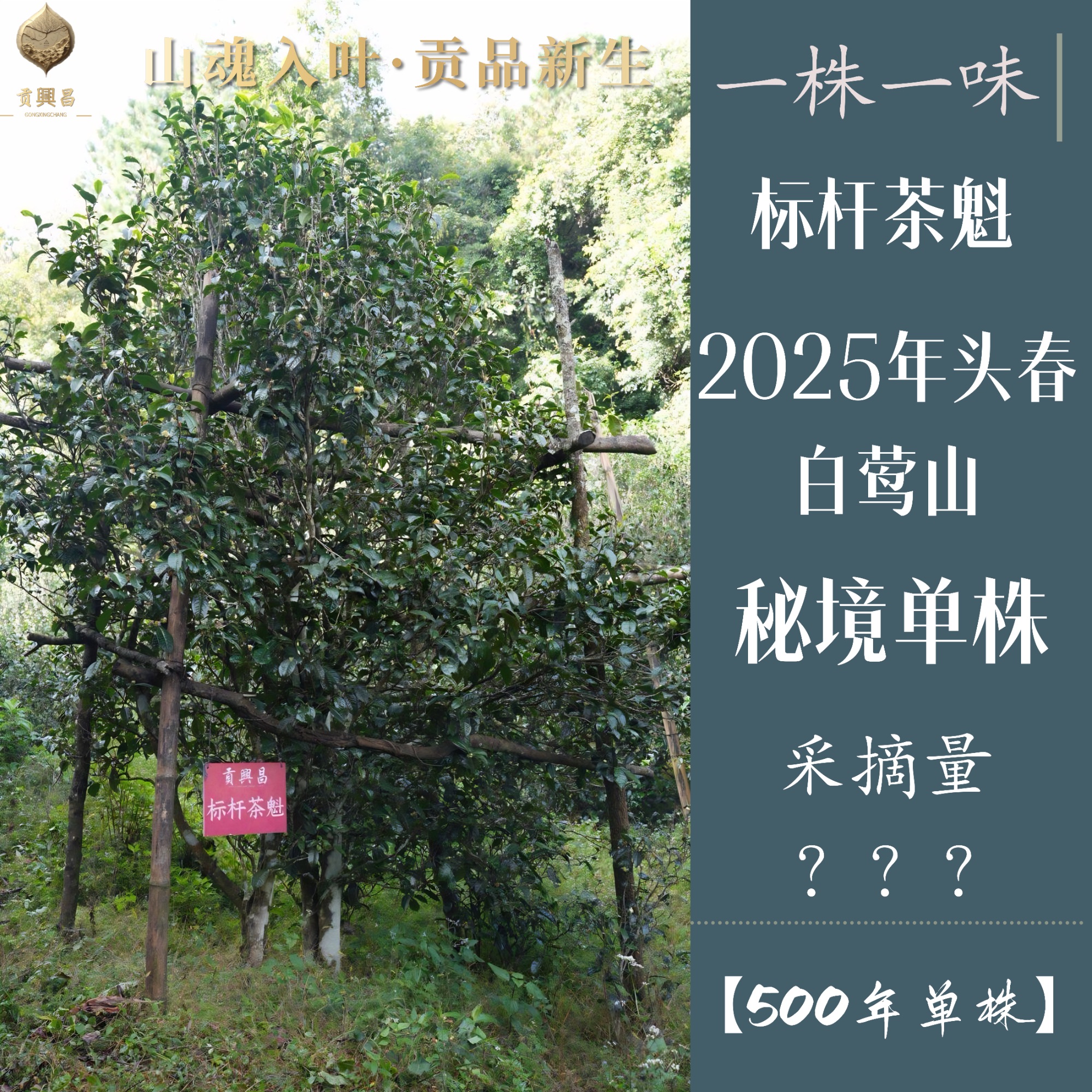 【一株一味】2025年 白莺山500年单株 春茶生茶散料 普洱茶