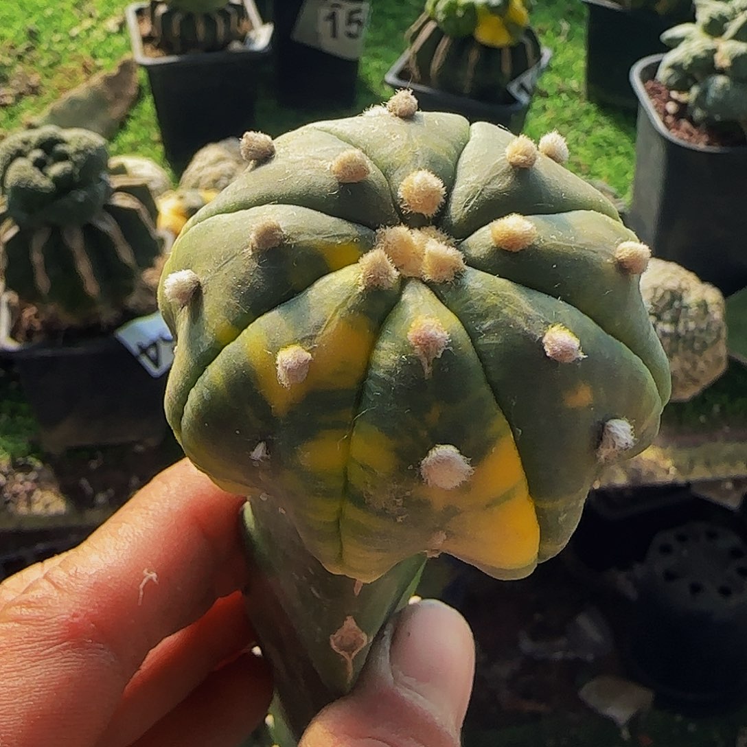 海星兜锦365仙人球