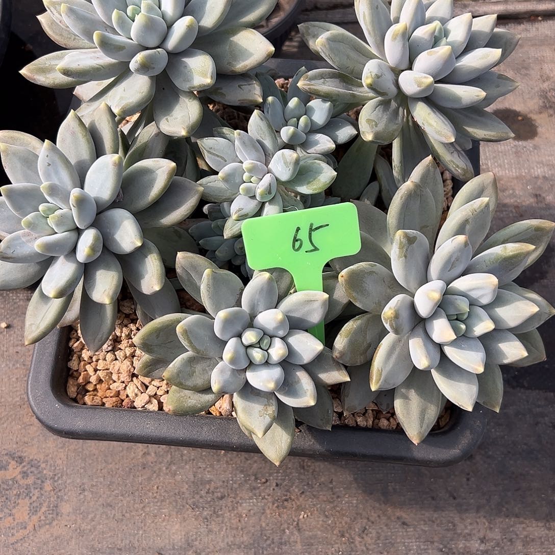 梁****65哥特。 多肉。        