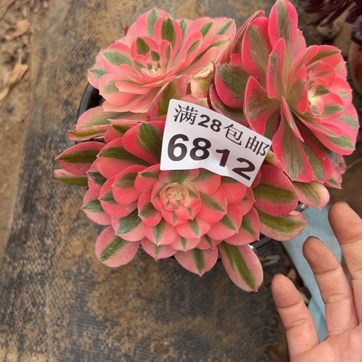 6812女巫多肉植物