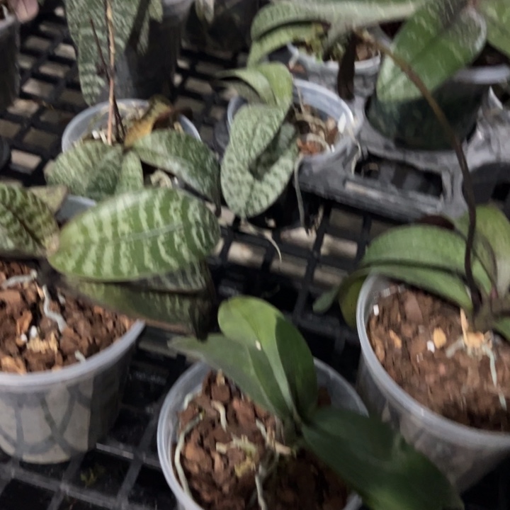 不开花植物黄色史塔基