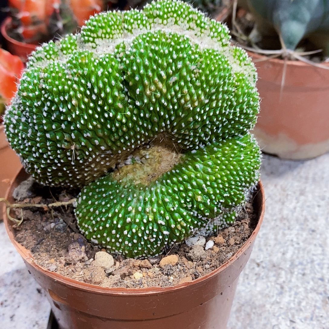 面包1111111111个11111