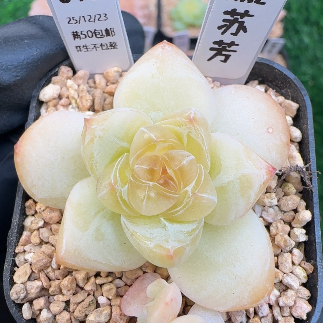 018  苏芳   5厘米盆