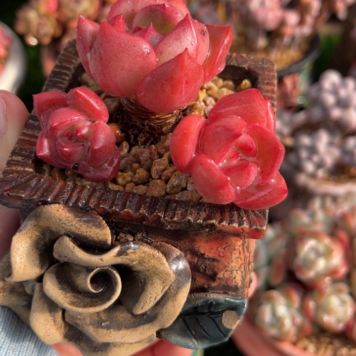 香槟老庄7.5冠幅……