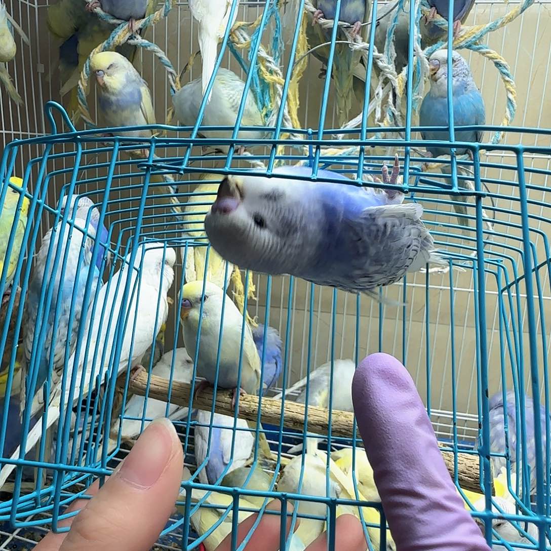 虎皮鹦鹉大头虎皮