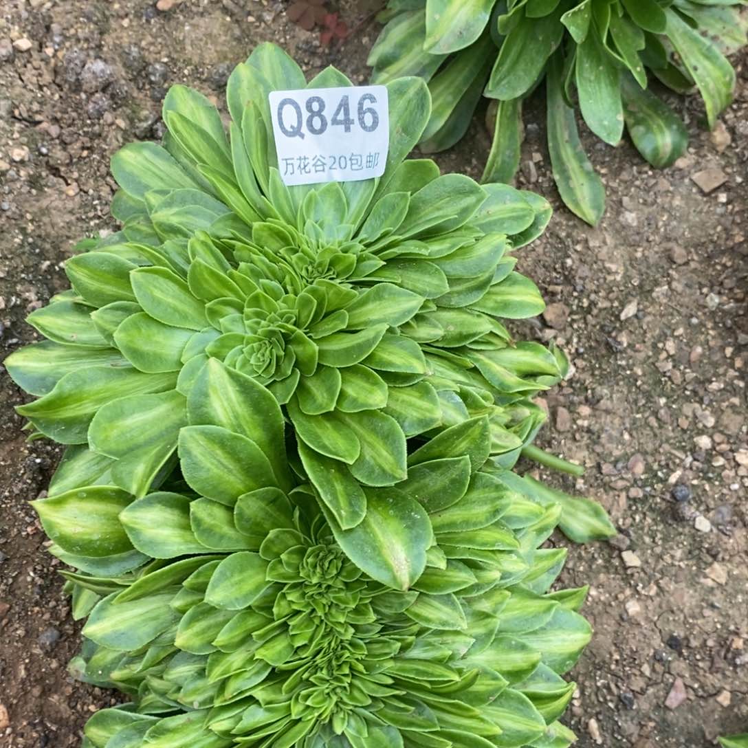 846夜光杯缀多肉植物