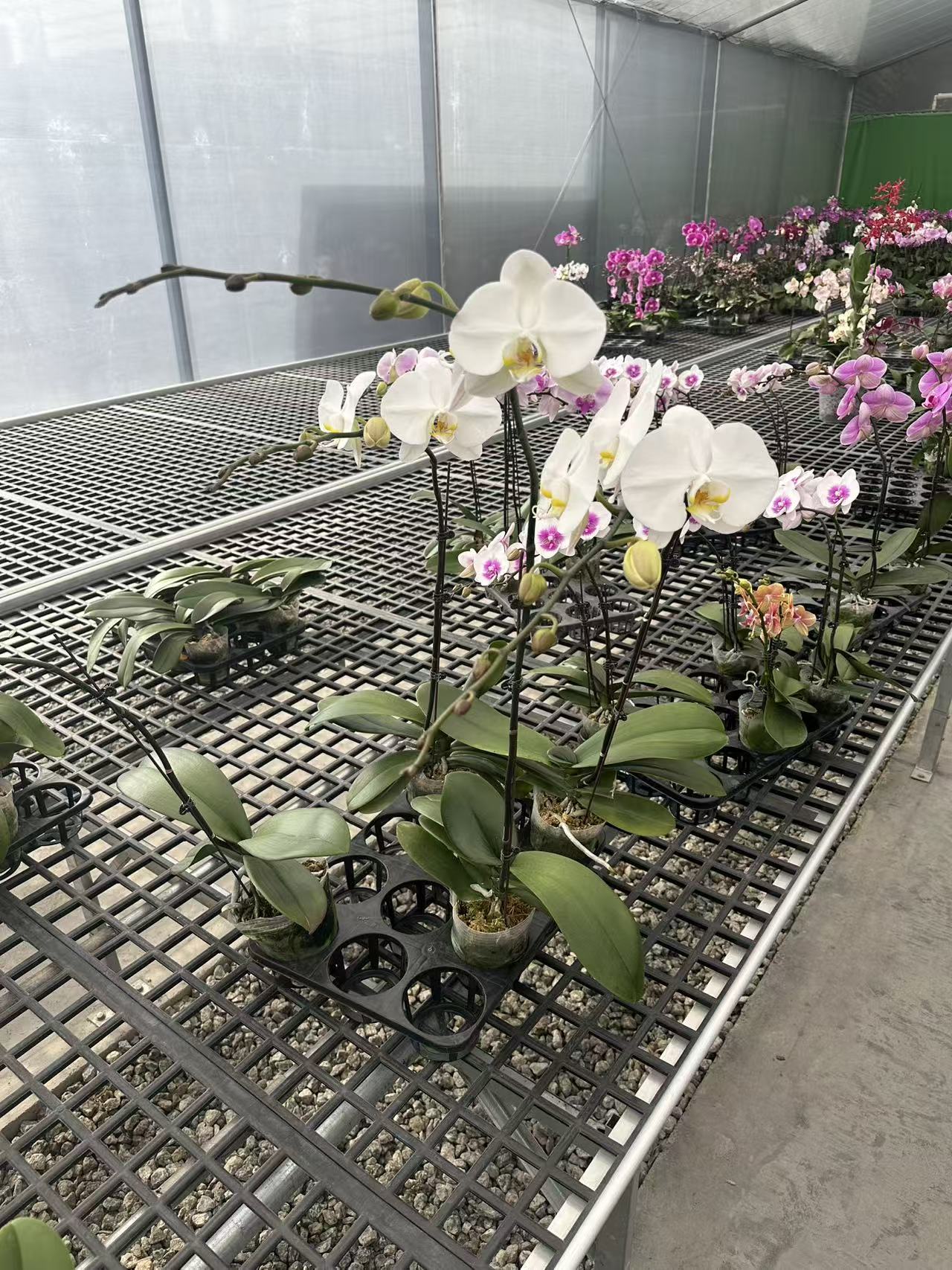 【大白v3 3.5寸】高奢精品蝴蝶兰