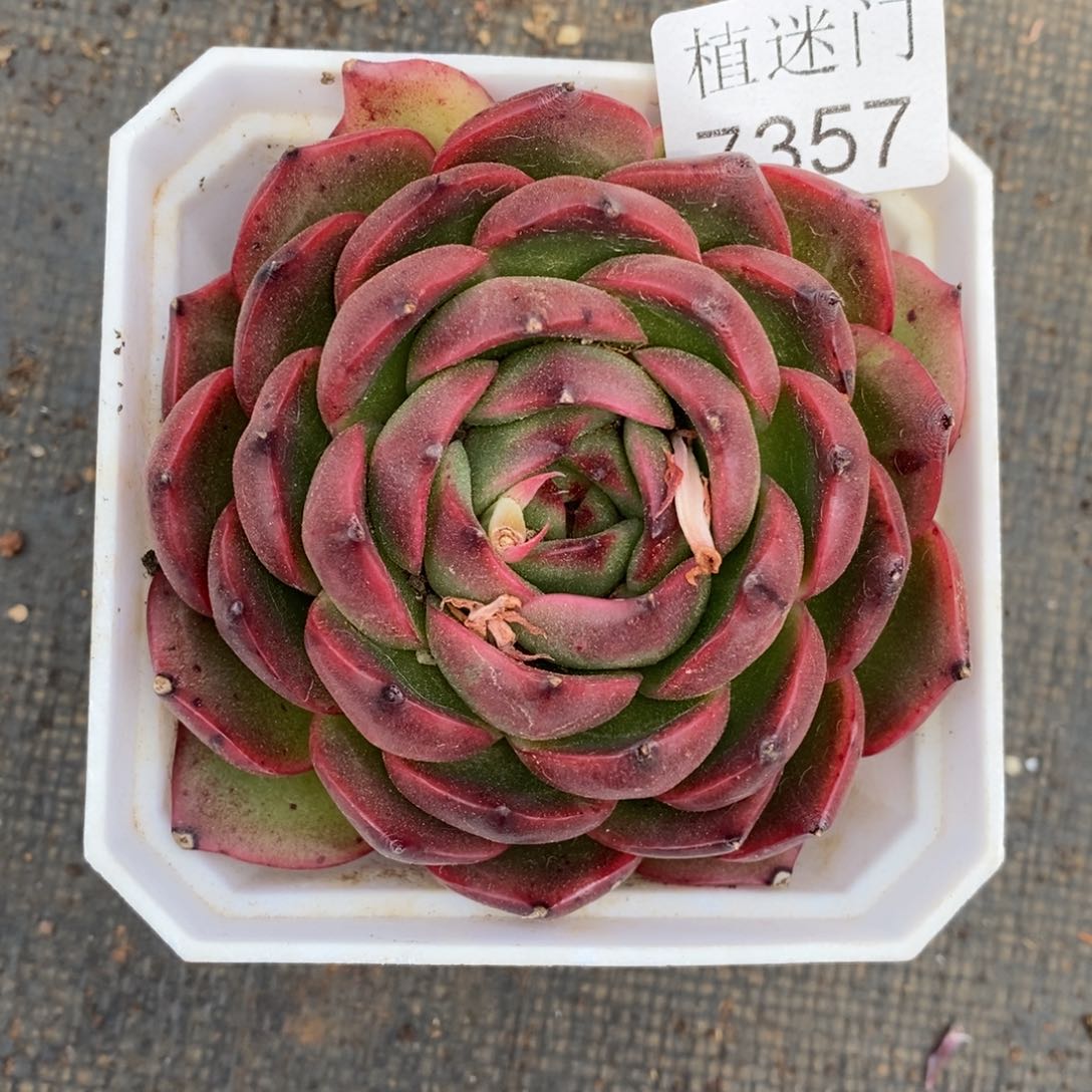 小*杂交精品多肉7357~8厘米