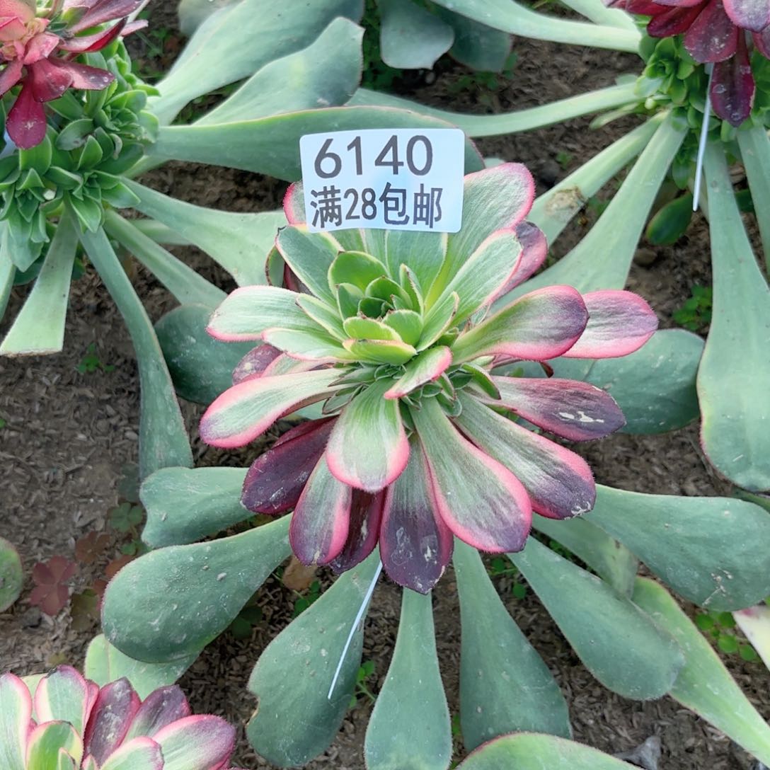 B. 6140黑魔锦多肉