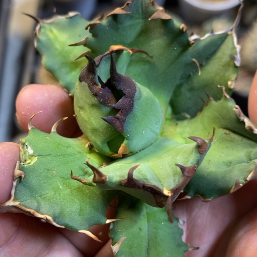 【闪购商品】姬仁龙舌兰顶牙