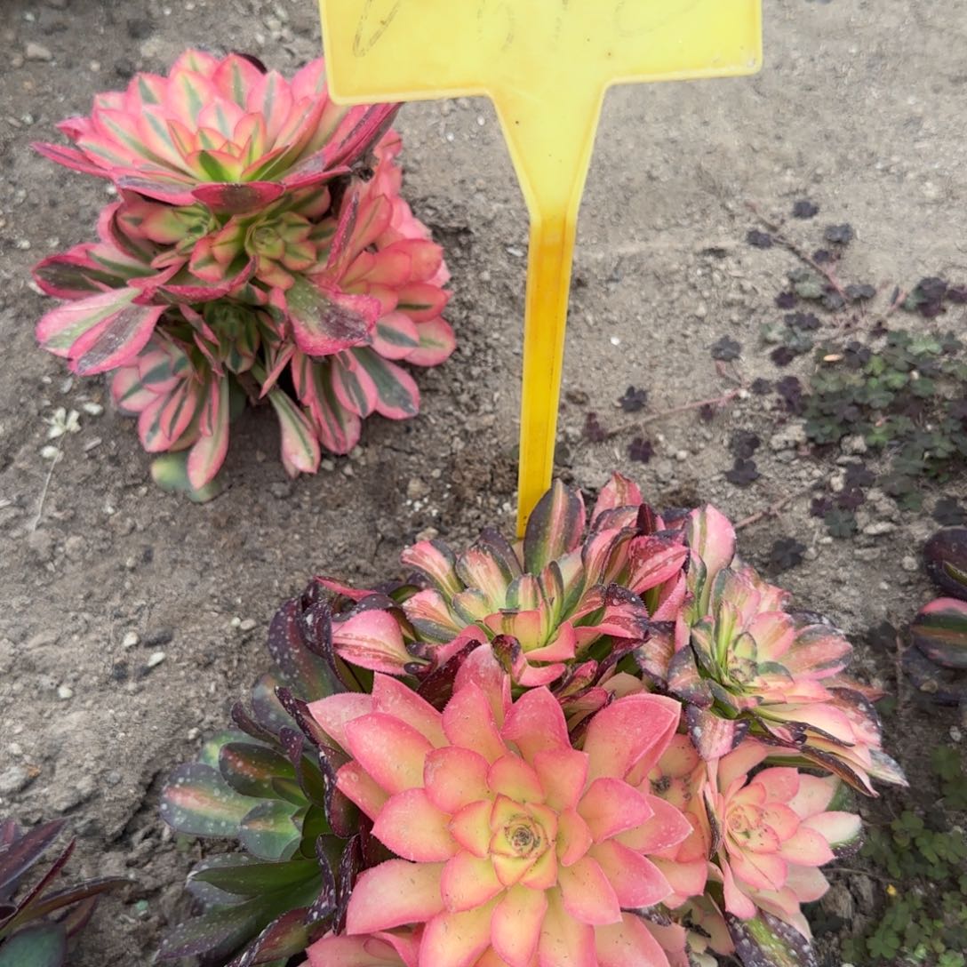 2-612---多头多肉植物