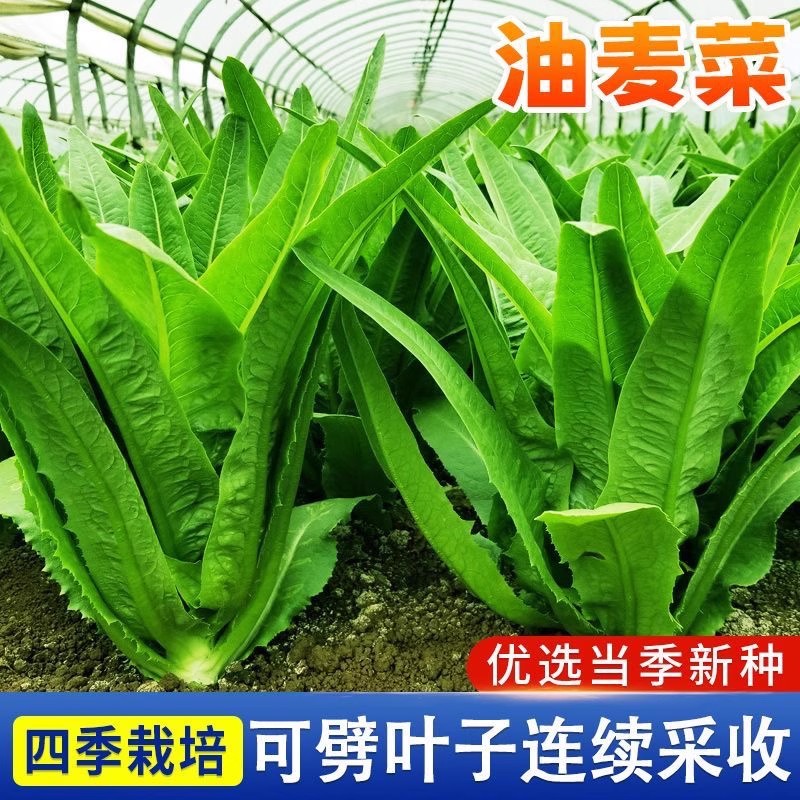 油麦菜种子盆栽春秋冬季四季种籽夏季种植种子阳台生活油麦菜种子