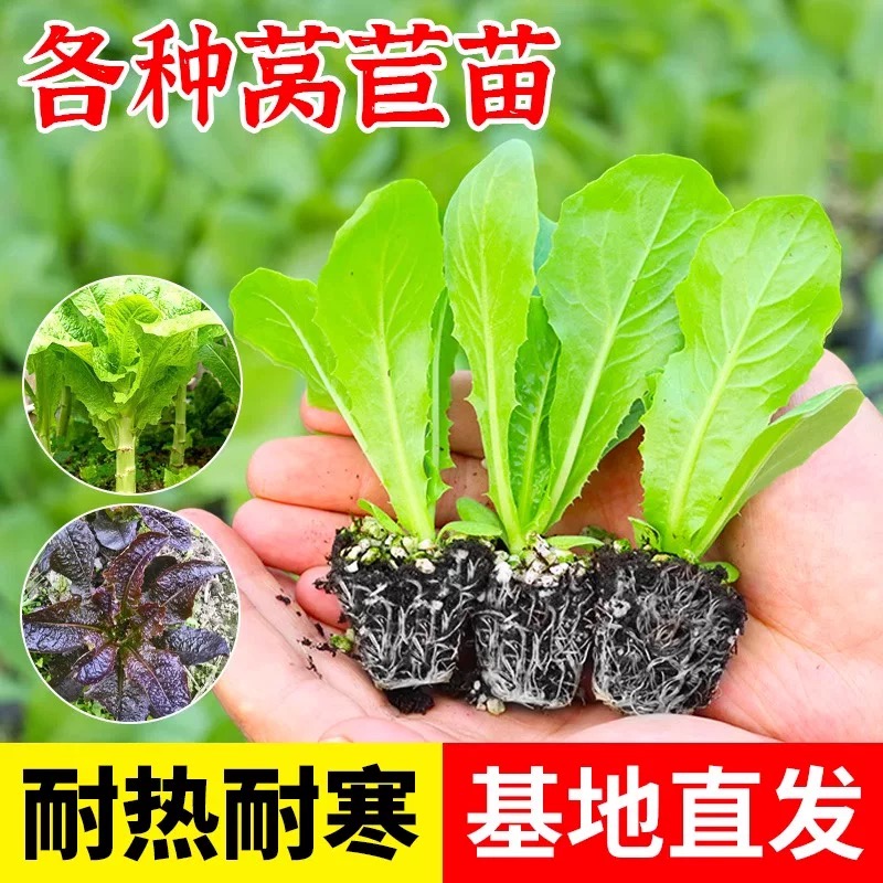 莴笋苗秋冬耐寒莴苣秧苗三青皮青肉青叶莴笋苗红皮莴笋阳苗蔬菜苗