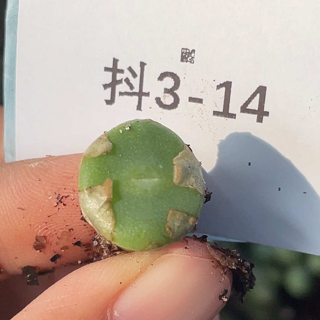 3-14毛钮扣多肉植物