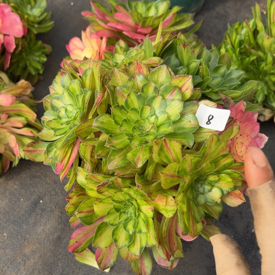 8知否无根多肉嘻嘻嘻