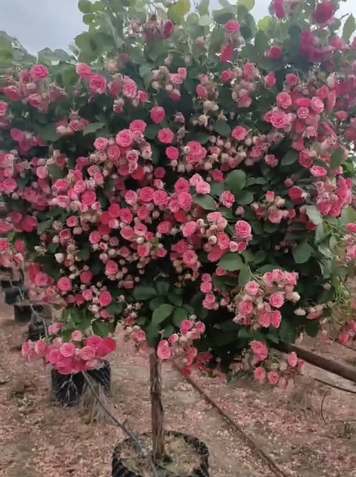 胭脂扣月季树花量多多季节开花树形棒棒糖优美