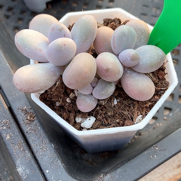 多肉植物蛋黄奶884