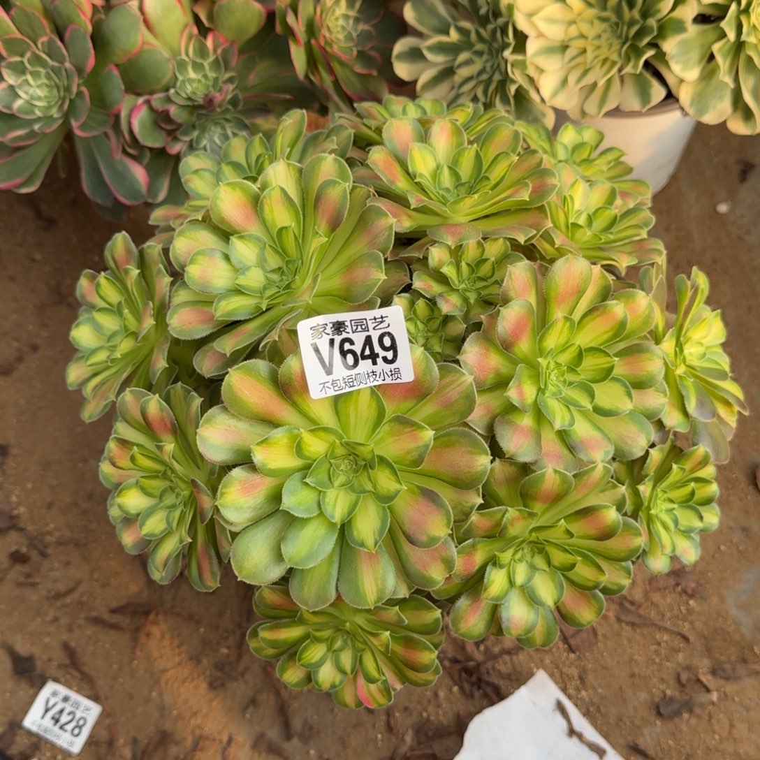 649韶华官服25号左右2