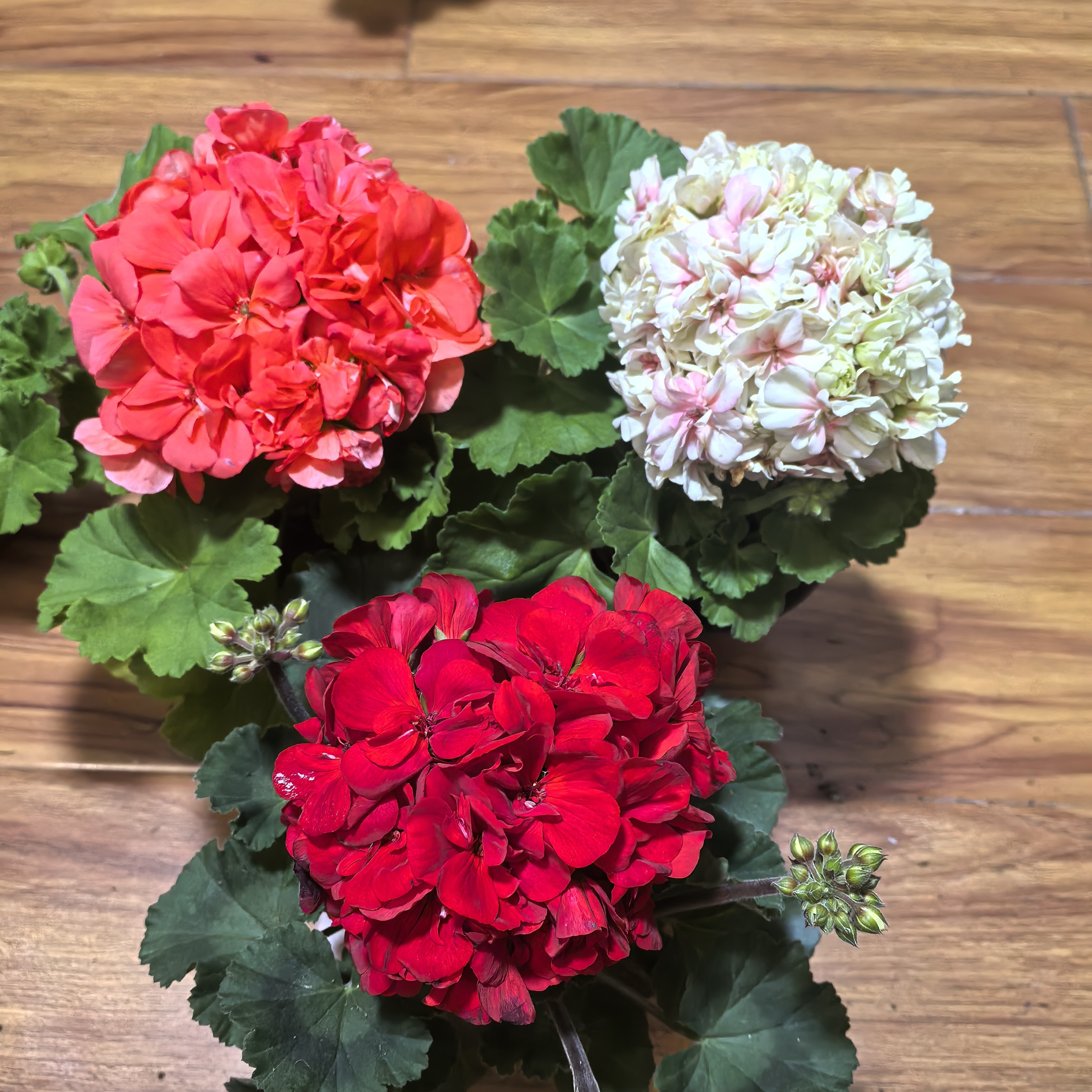 【橙色热恋(中苗)+中国红(中苗)+天赋(中苗)】3颗天竺葵中苗(包对版