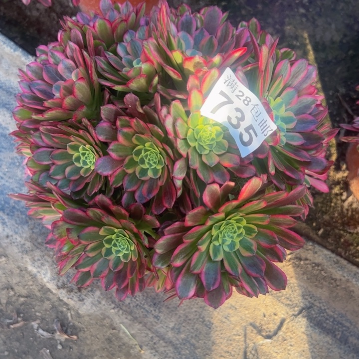 735朝霞多肉植物