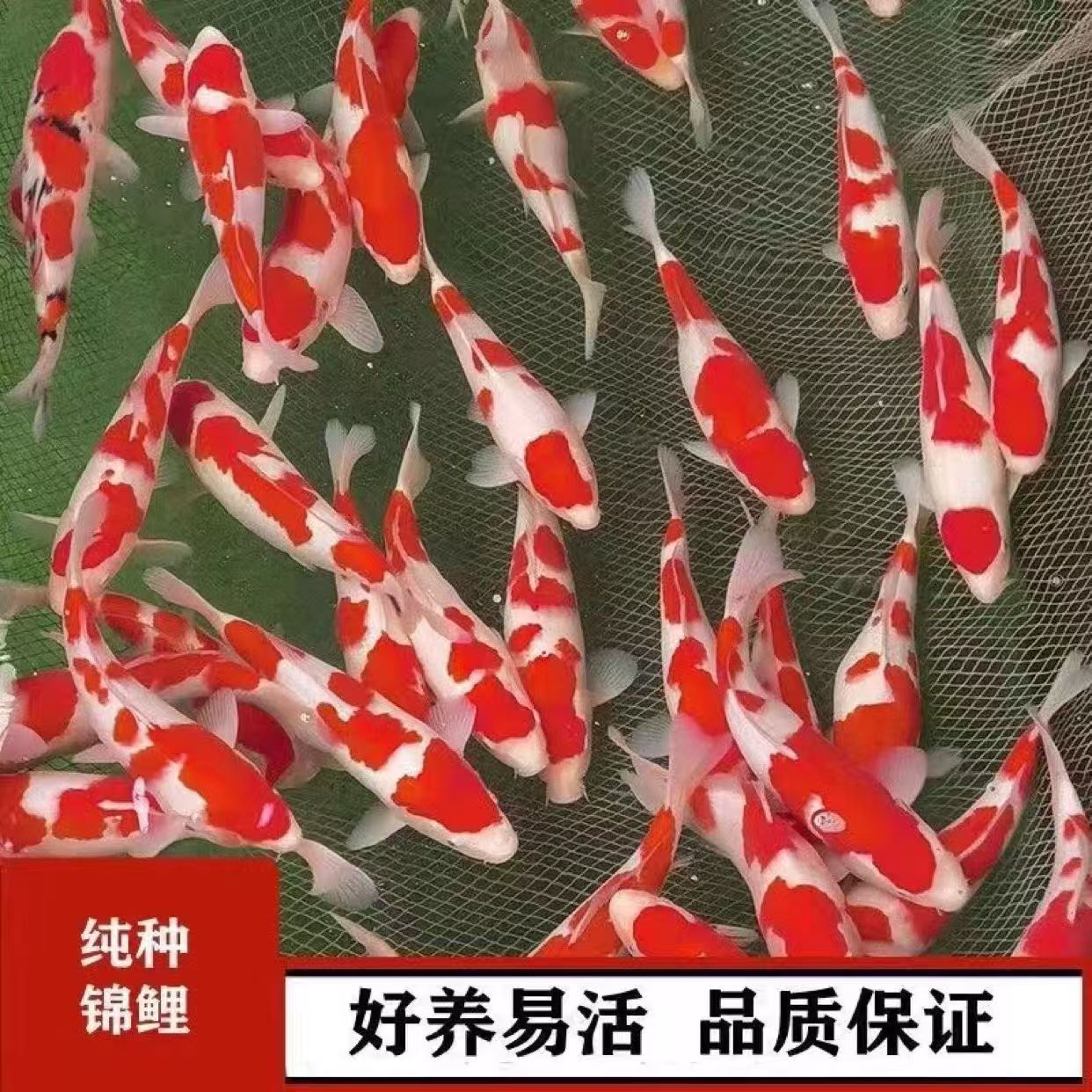 源头鱼场精品血统锦鲤观赏鱼活鱼淡水鱼好养耐活风水招财