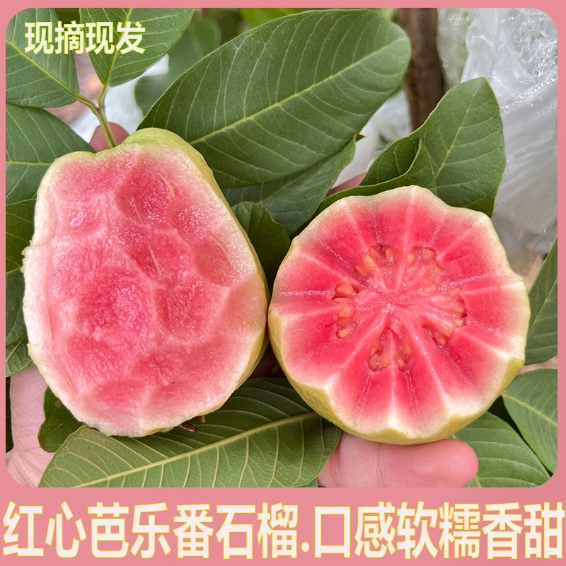 红心芭乐番石榴3/4.5斤新鲜水果软糯香甜现摘现发