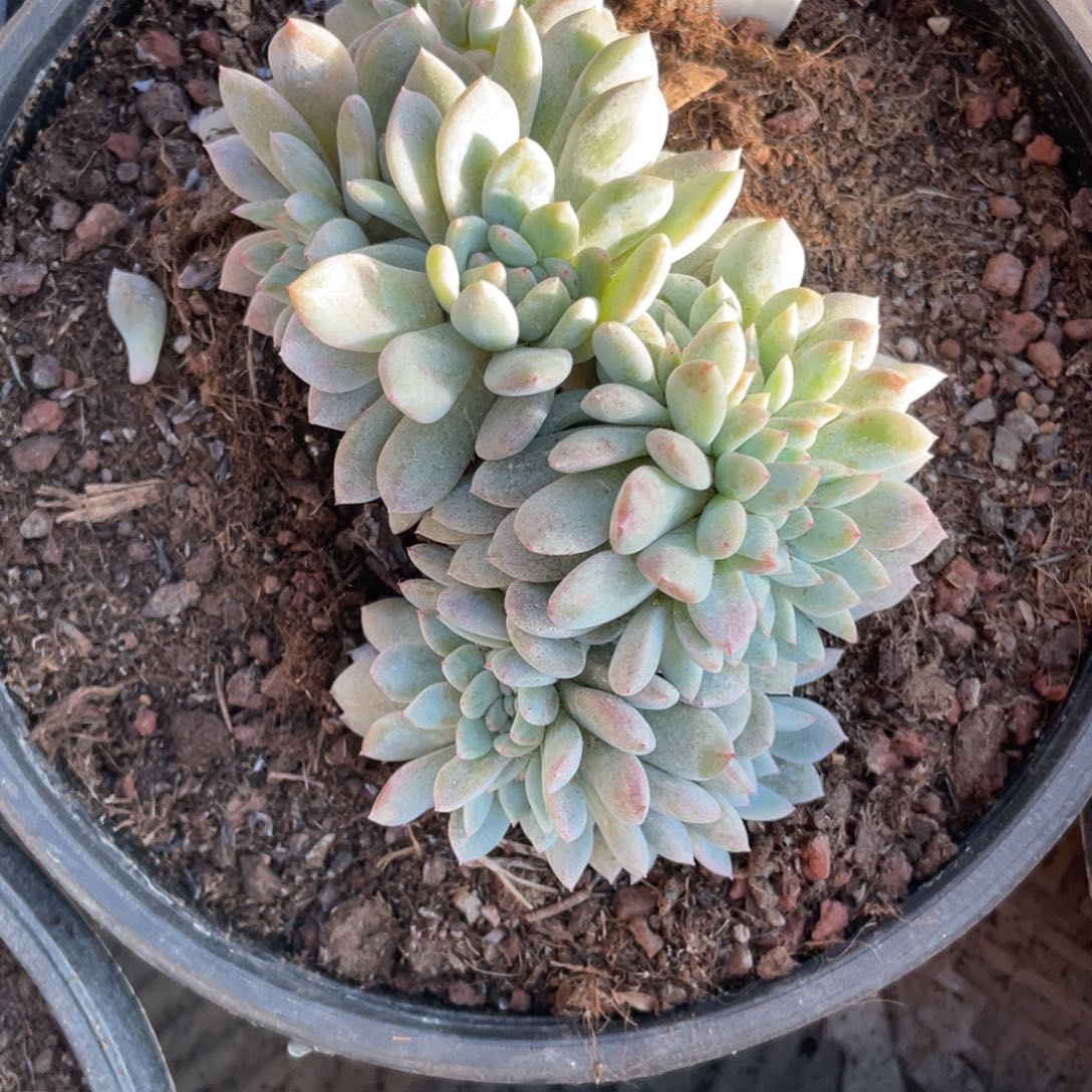 21号星影缀化多头