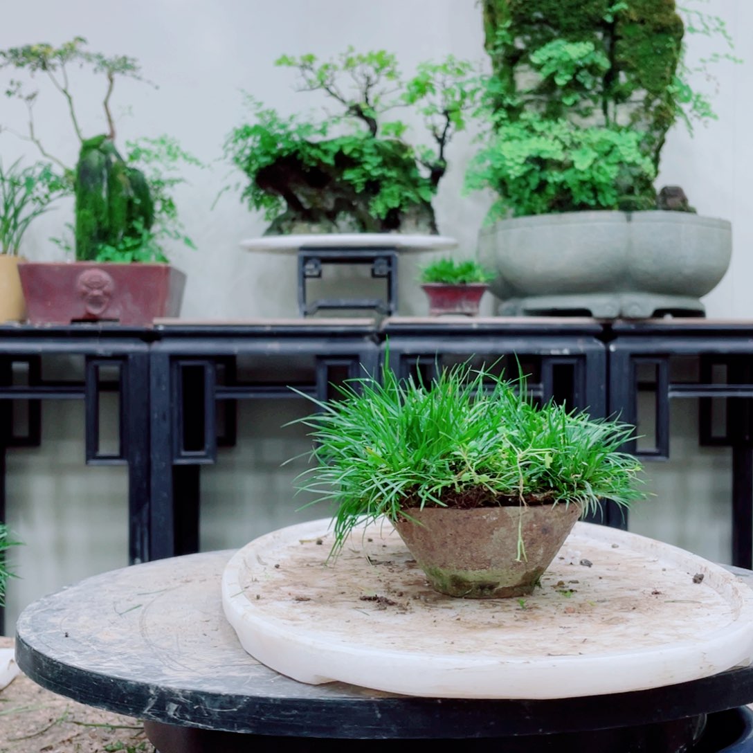 无铅玻璃J**n铁线蕨等植物和植物的生长