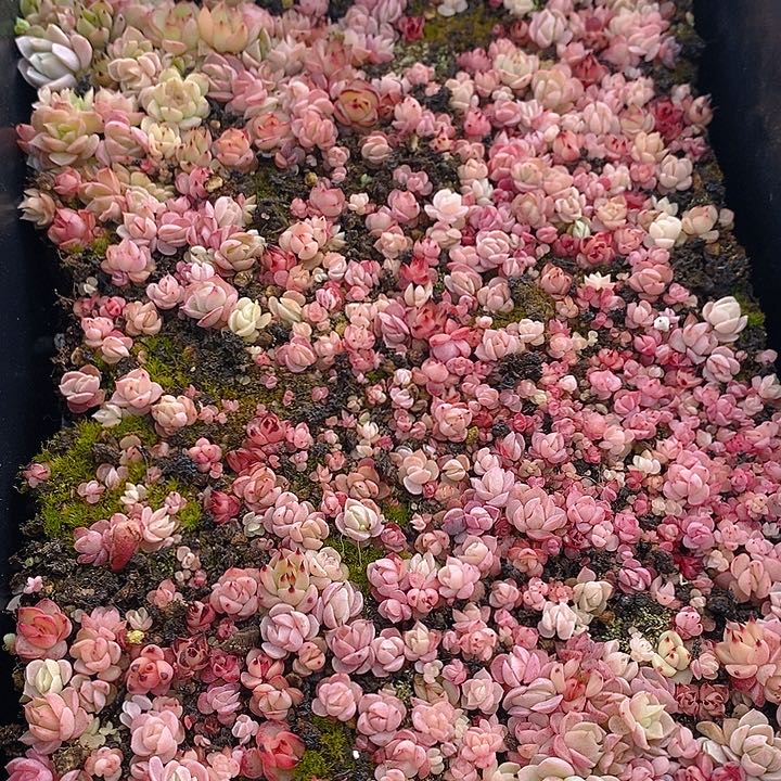 48 多肉植物盆栽花卉植物