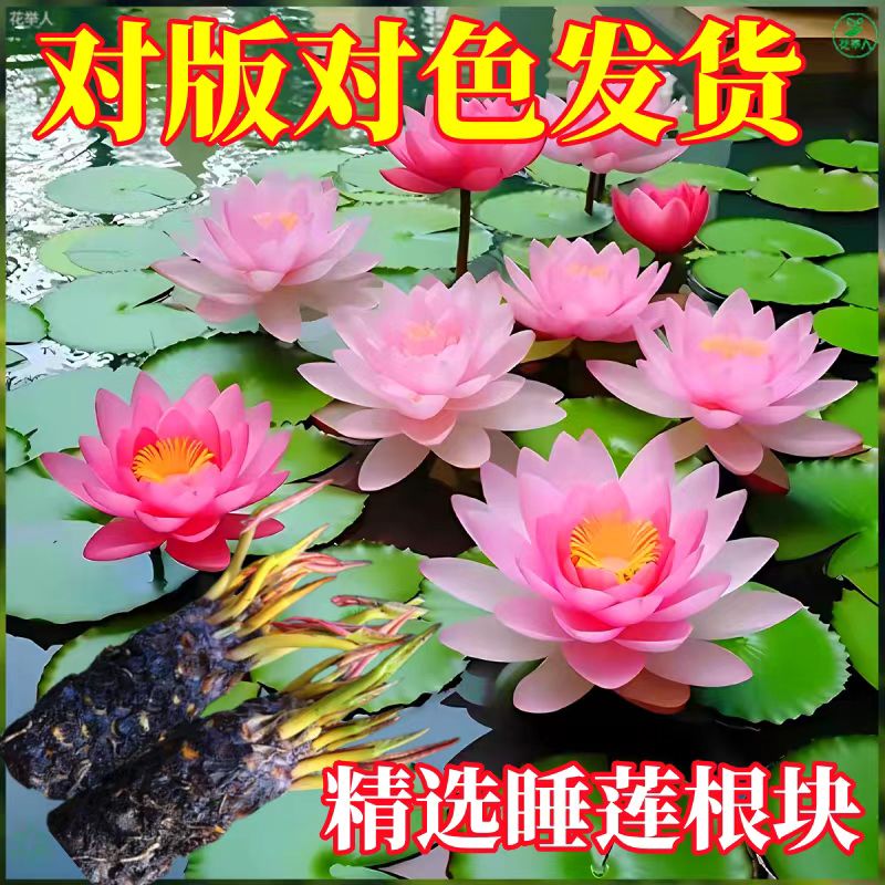 正品睡莲花根块带花苞水培植物四季水养池塘水缸花卉