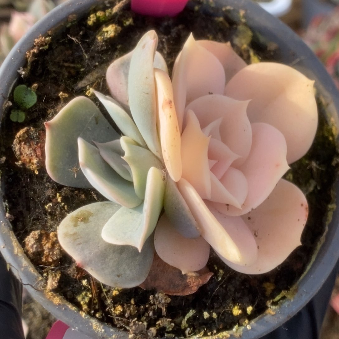 447双子座锦锦锦锦锦锦