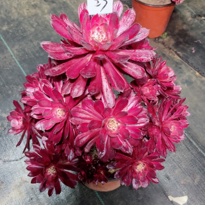 27老庄多肉法师紫霞