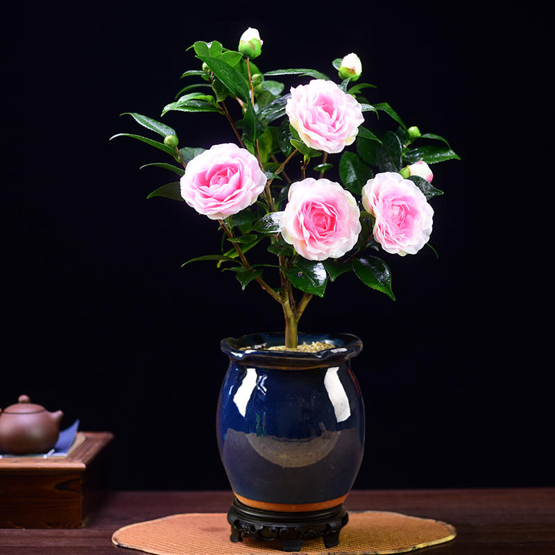 香妃山茶花意境盆景盆栽室内客厅茶桌书房庭院摆件四季好养