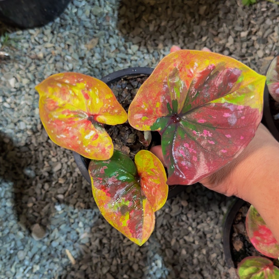 111-0824泰国发货满月
