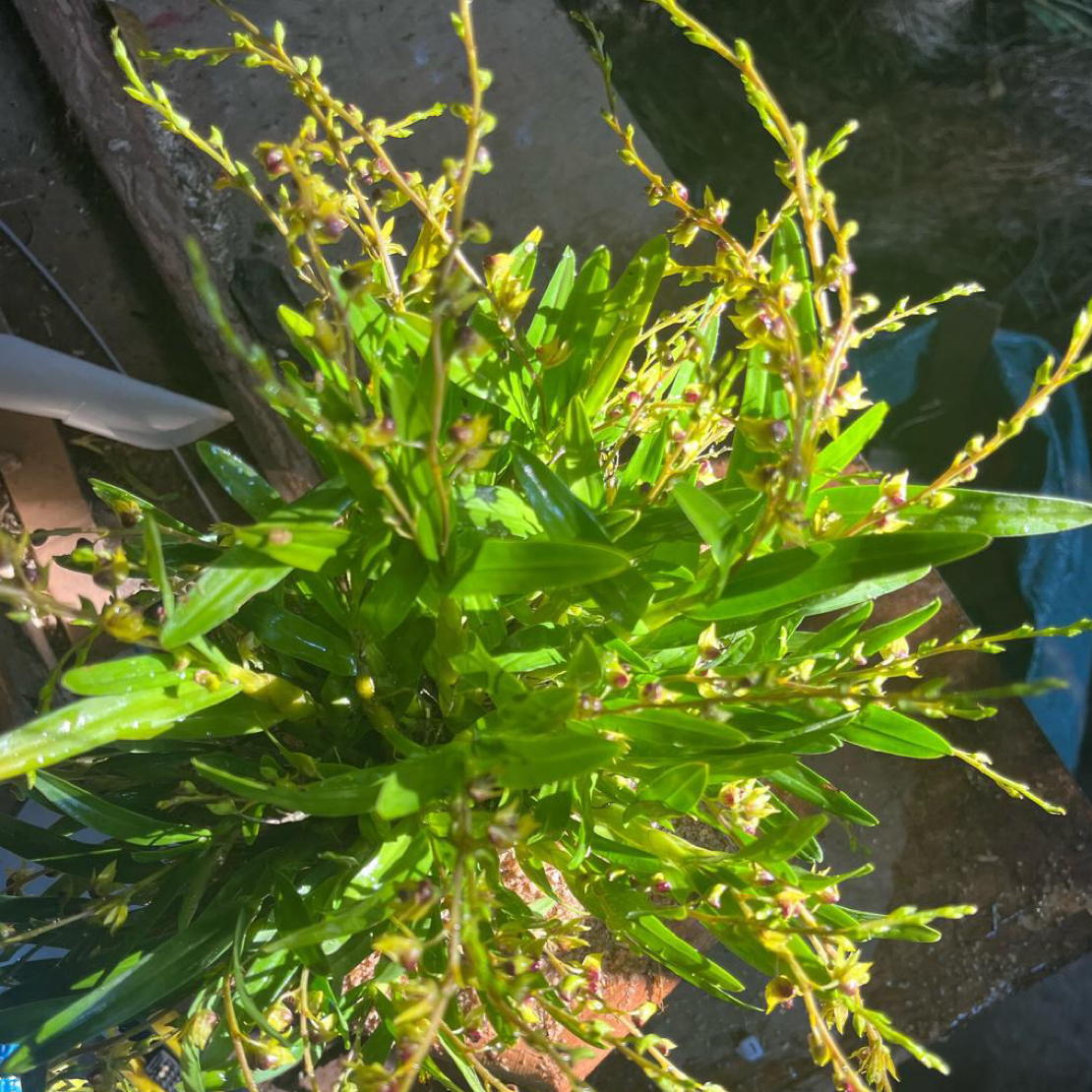 云南高山珍虫石斛