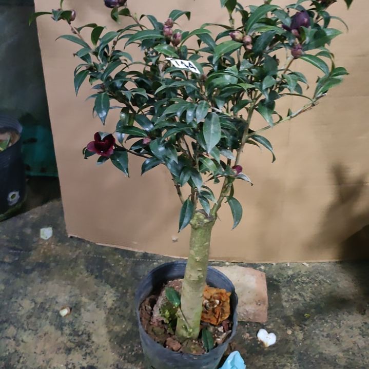 744黑骑士，原盆原土发货