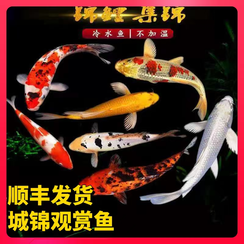 30-35公分七种颜色锦鲤日系血统红白三色锦鲤奶牛活体锦鲤观赏鱼