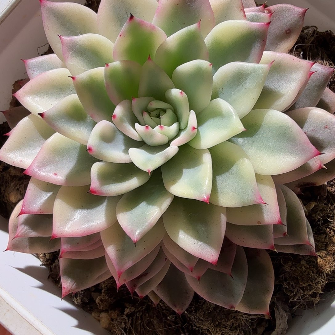 乐***乐吉尔巴玫瑰锦，多肉植物