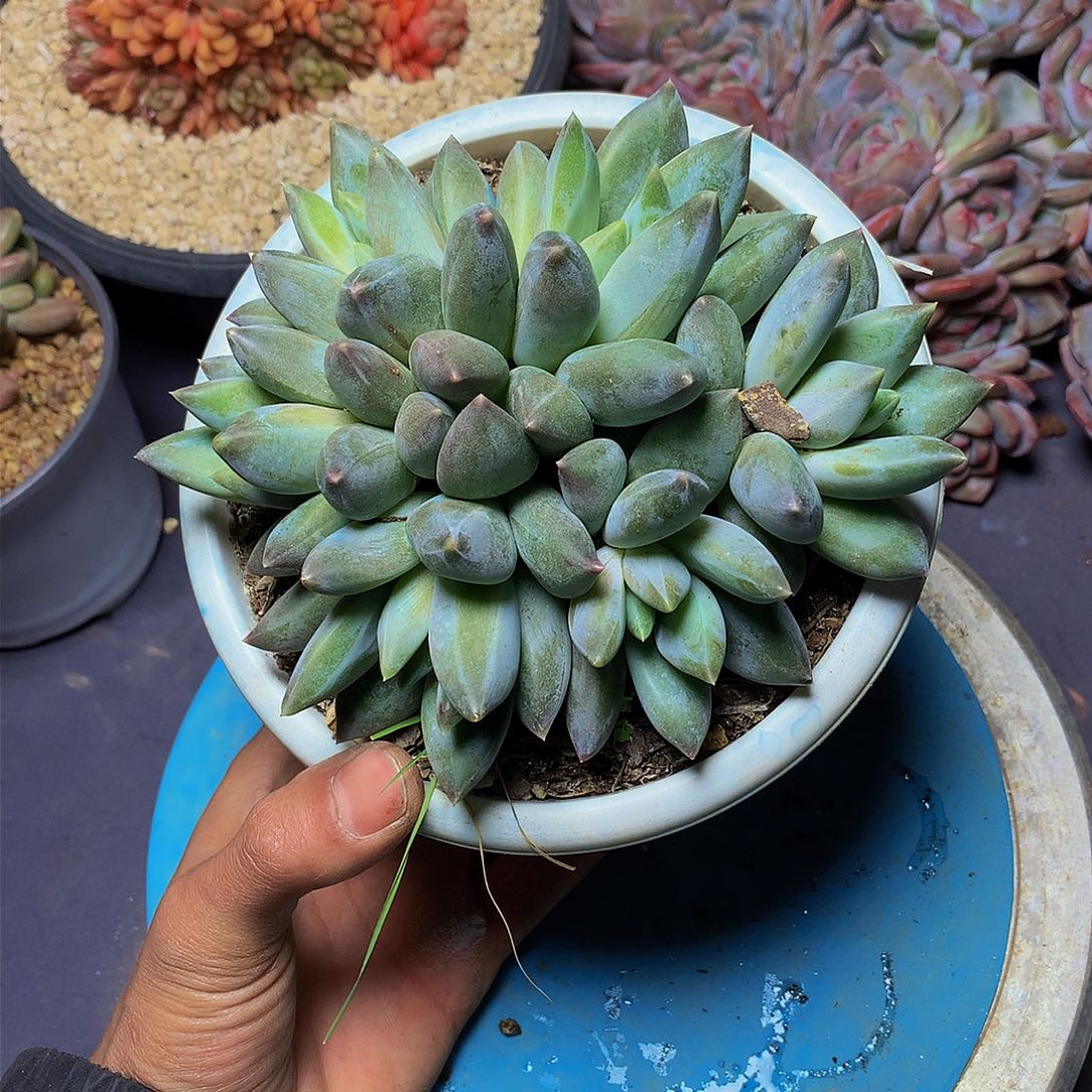 斯***斯哈哈哈哈哈哈哈哈