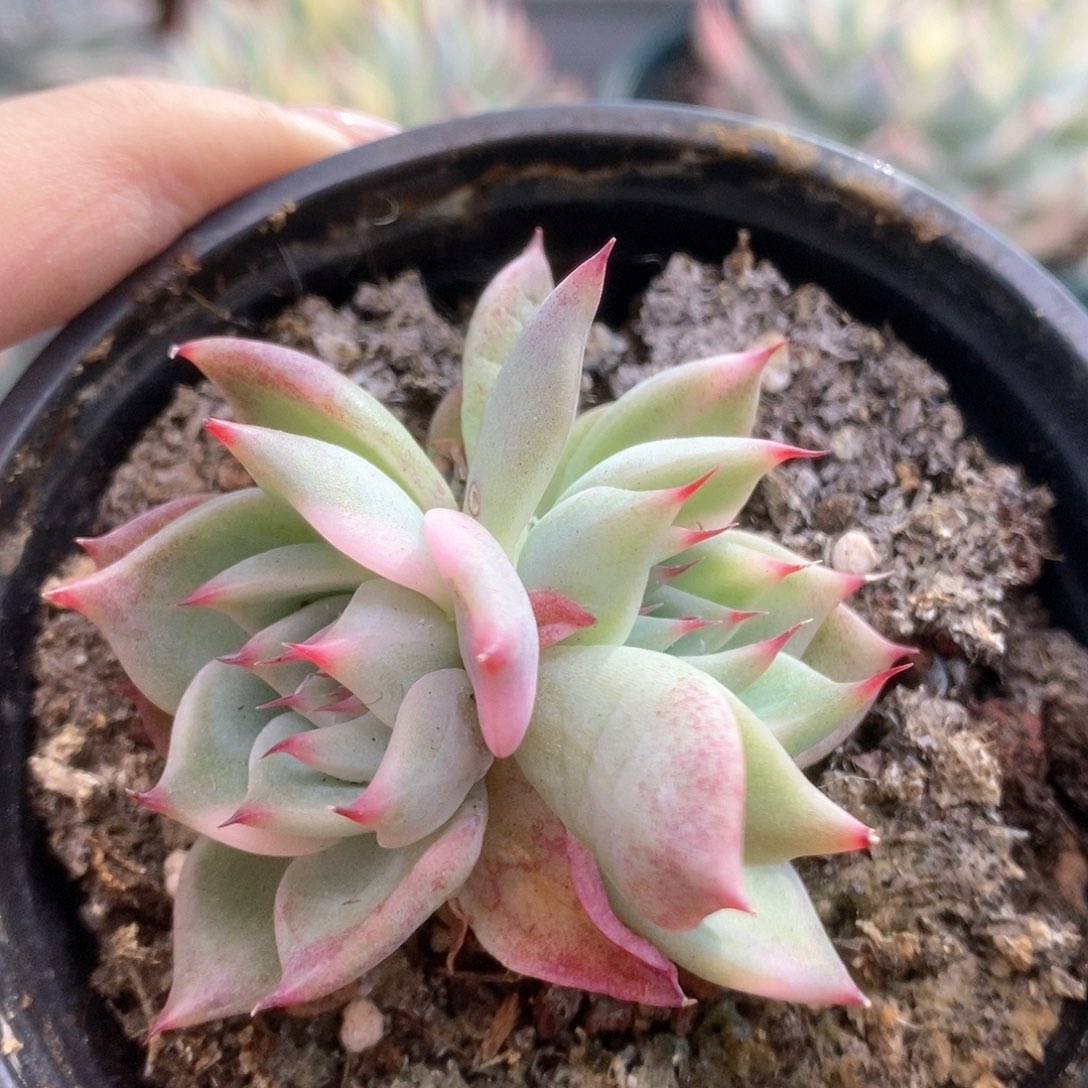 087双头带锦锦锦锦锦