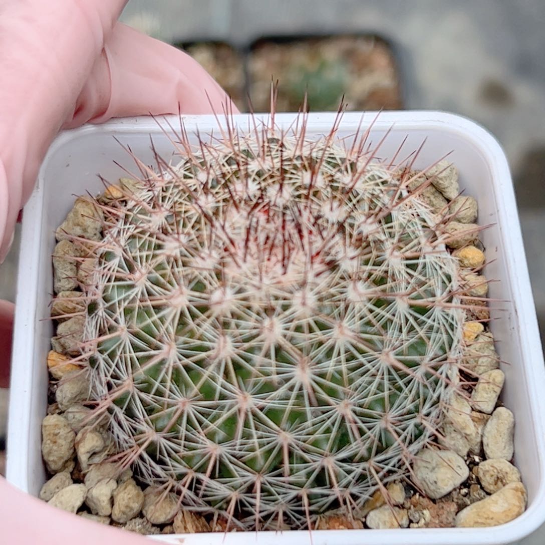 无名刺 仙人球00