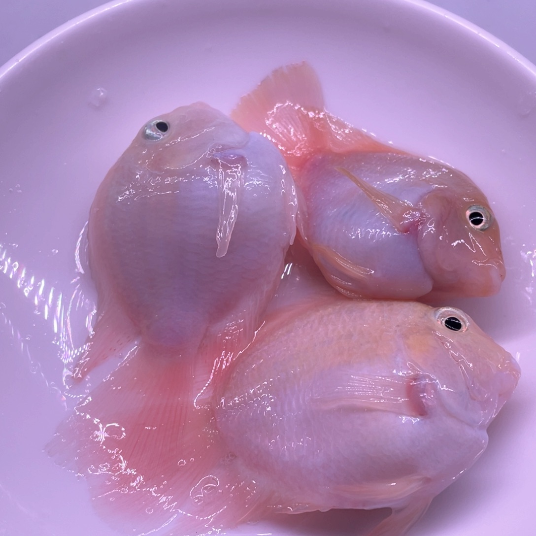 鹦鹉鱼迷你鹦鹉热带观赏鱼