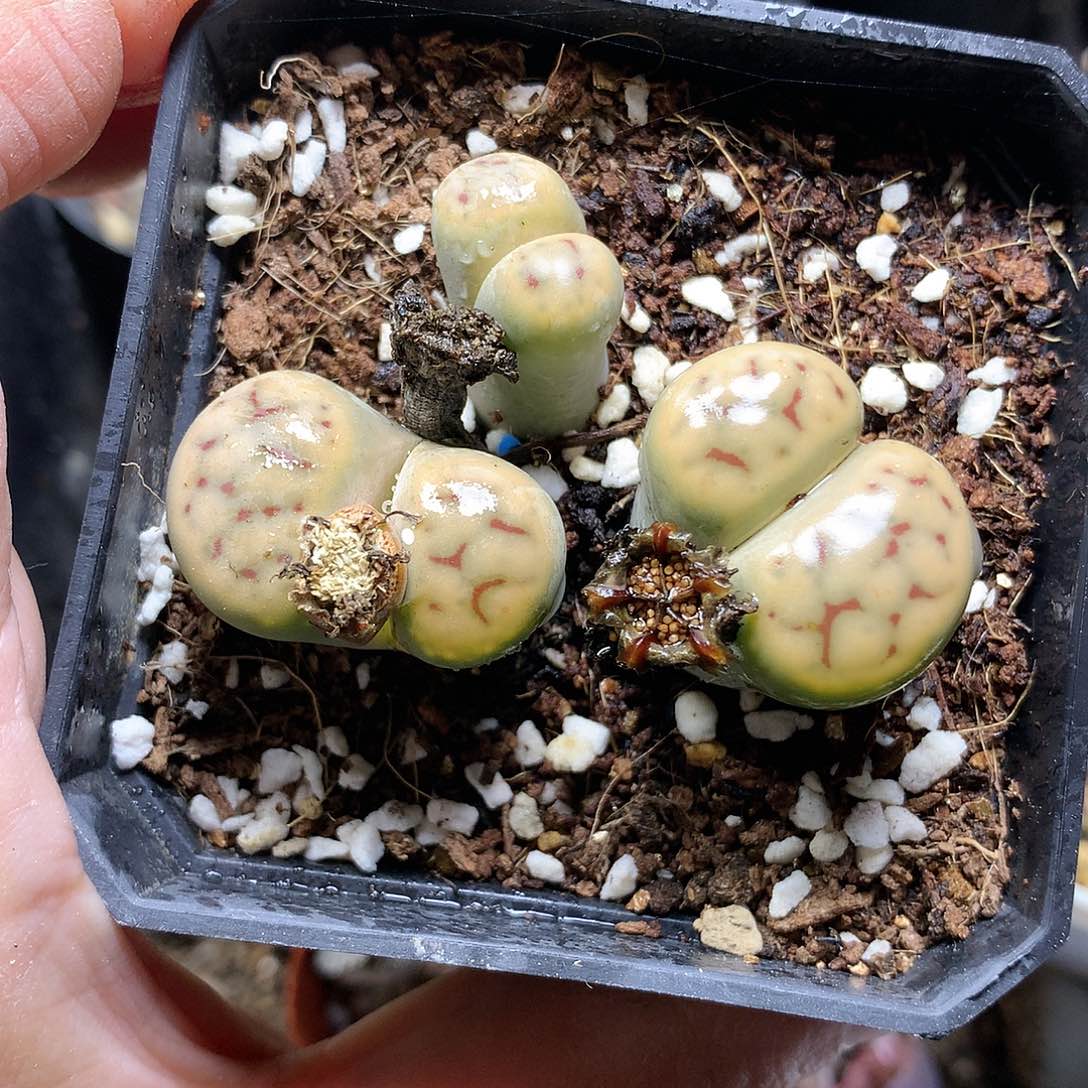 D478多肉植物保护